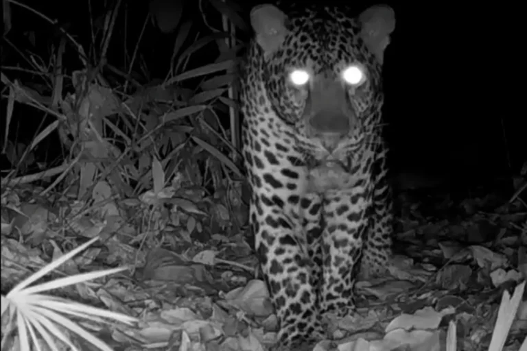 Seekor Macan Tutul Jawa Terekam Kamera Berkeliaran di Nusakambangan