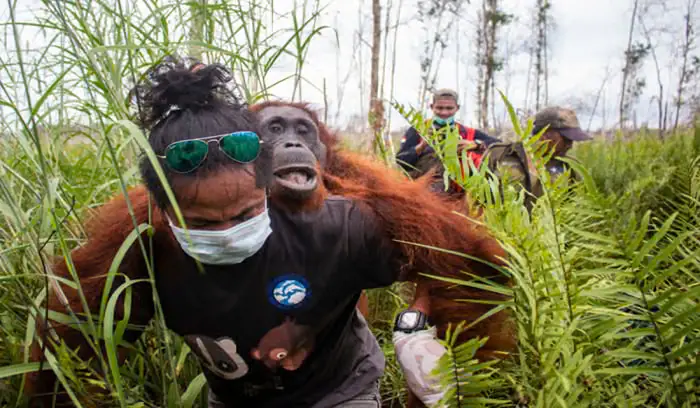 51 Orang Utan Diselamatkan dari Karhutla di Kalimantan Barat, Habitatnya Terbakar