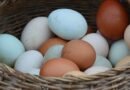 Telur Ayam vs Telur Bebek, Mana yang Lebih Sehat?