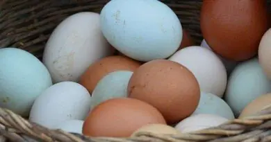 Telur Ayam vs Telur Bebek, Mana yang Lebih Sehat?