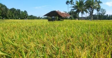 Produksi Padi Jawa Timur Capai 10,2 Juta Ton, Sumbang 17 Persen Pasokan Pangan Nasional