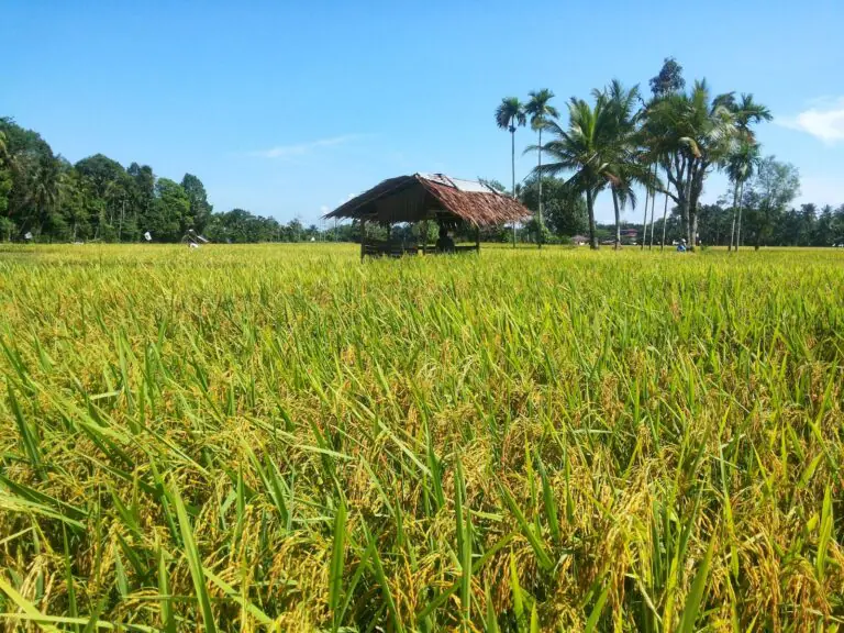 Produksi Padi Jawa Timur Capai 10,2 Juta Ton, Sumbang 17 Persen Pasokan Pangan Nasional