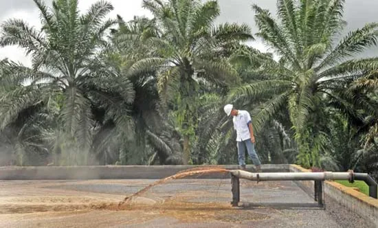 Indonesia Punya Potensi Gas Biometana dari Limbah Cair Kelapa Sawit