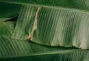 Mengapa Daun Pisang Ideal Dipakai sebagai Pembungkus Makanan?