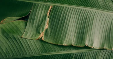 Mengapa Daun Pisang Ideal Dipakai sebagai Pembungkus Makanan?