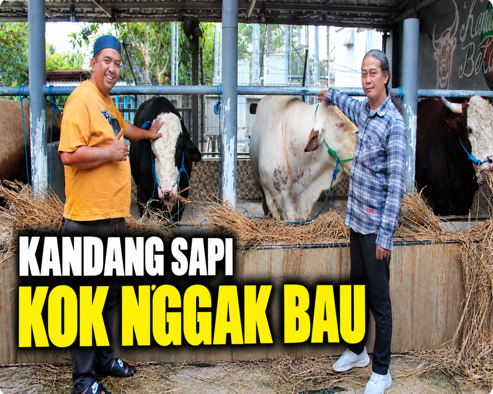 Ada Peternakan Sapi di Tengah Kota Jakarta, Kok Nggak Bau?