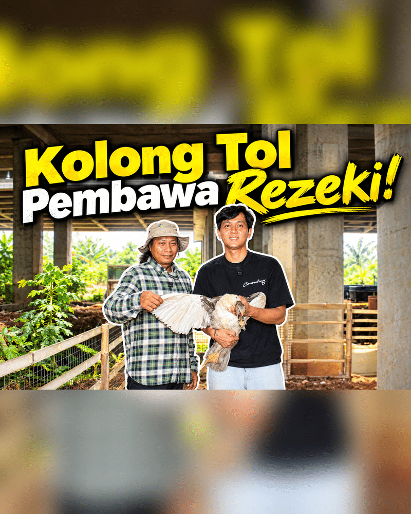 Dari Kolong Tol Jadi Ladang Rezeki, Kisah Peternak Ayam dan Entog