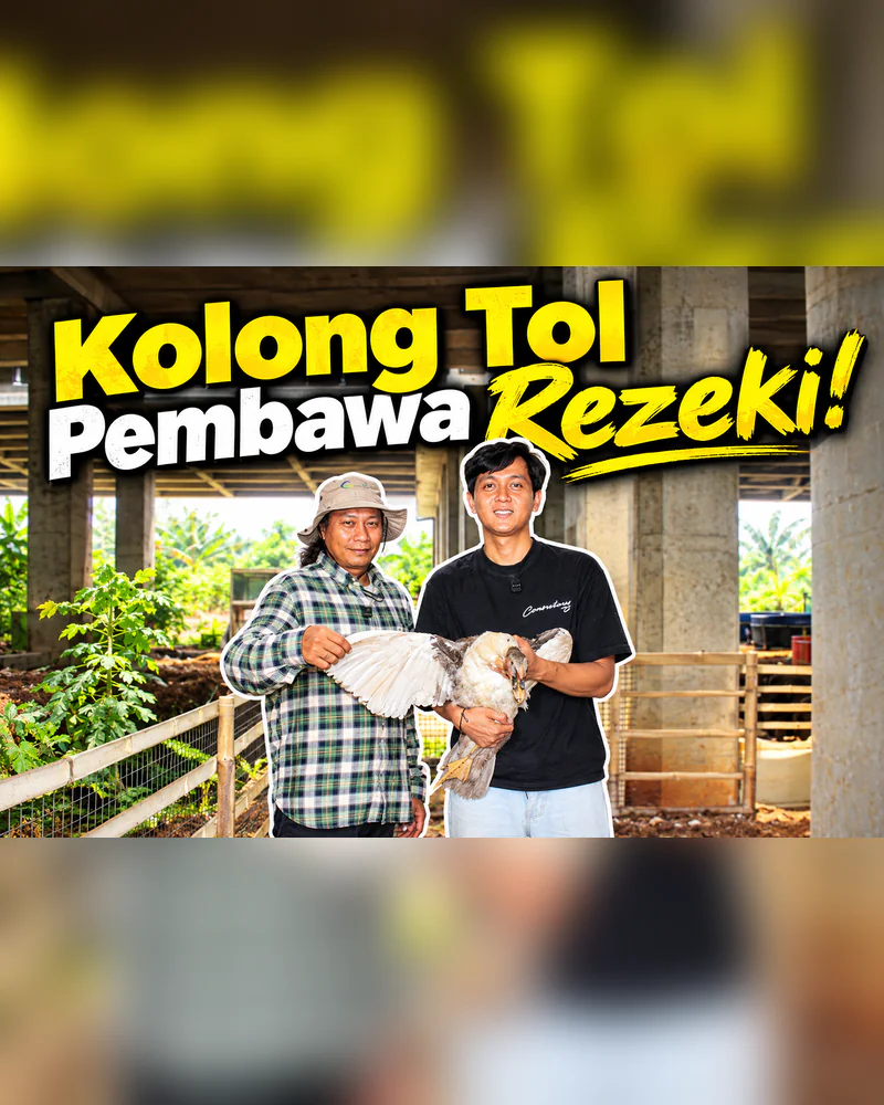 Dari Kolong Tol Jadi Ladang Rezeki, Kisah Peternak Ayam dan Entog